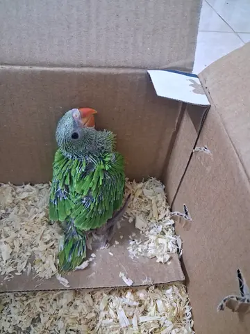 Indian Ringneck Parrot Chicks ( Hand feeding)