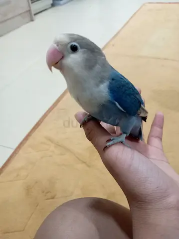 Violet blue fisher pink lip pal fallow very healthy and beautiful tame
