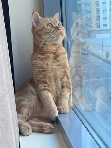 Friendly young ginger cat, litter trained and playful