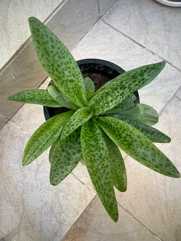 Beautiful plant ( giant squill)