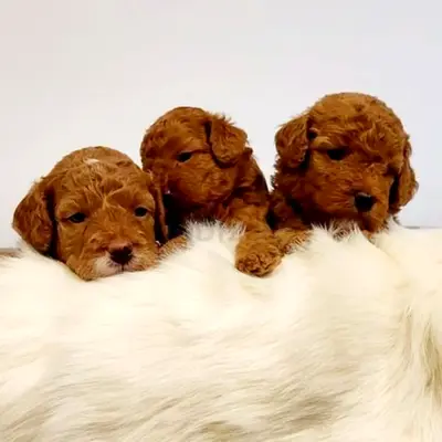 Adorable Cockapoo Home Raised Healthy Puppies Seeking New Homes