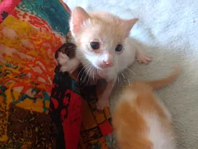 Free tiny kitten