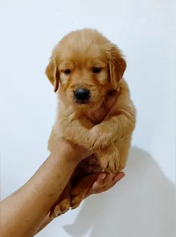 Golden retriever puppys