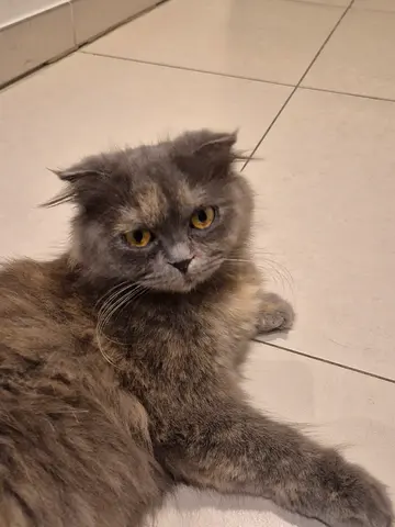 LAILA for free adoption
