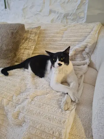 Lost male  cat in jvc
