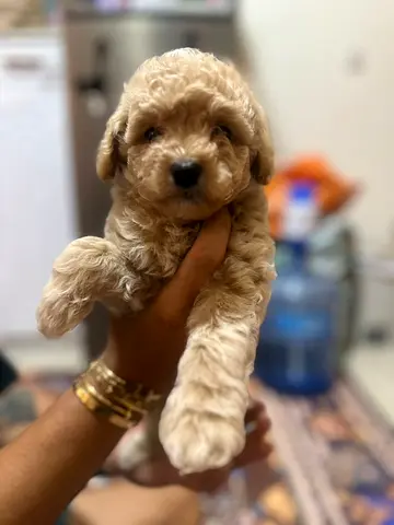 pet
