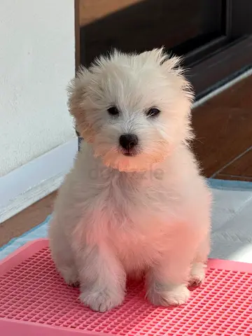 lovely Puppy