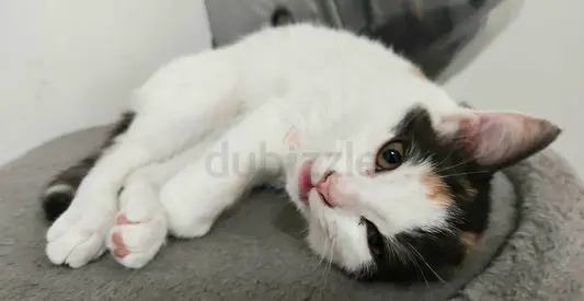 Daisy girl needs a loving forever home