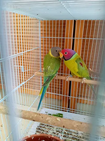 Plum head parrot rare breed good pair healthy and active msg me if you interested