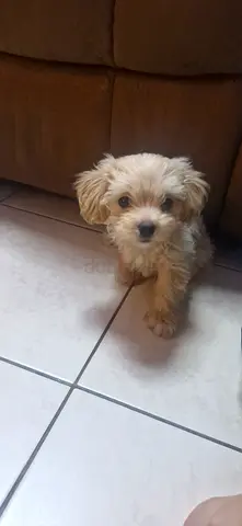 Mini Maltipoo Small fluffy puppy available — young friendly dog /Male