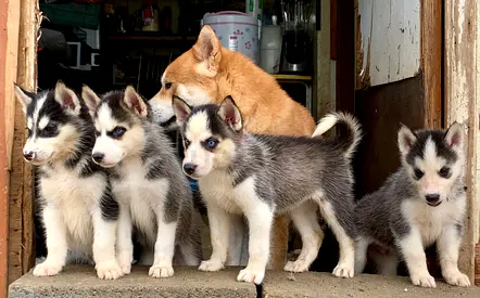 ⭐ Siberian Husky ⭐ 2 ½ month old, ready to leave home