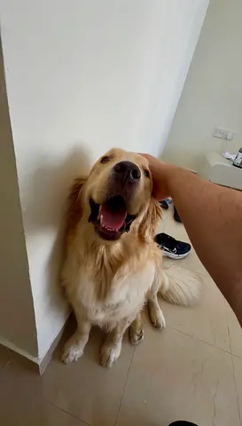 Friendly Golden Retriever looking for a new home (well-behaved, vaccinated)