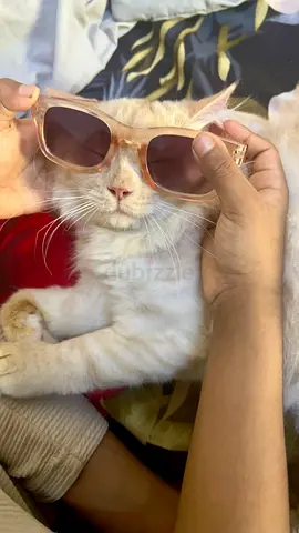 Perian cat