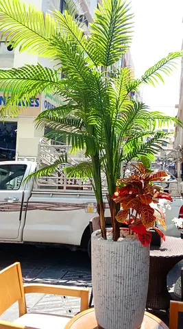 Plants almost new