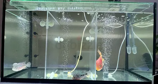 Aquarium