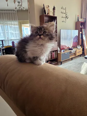 Fluffy Persian Chánchilla Grey  White Kittens Ready for Loving Home