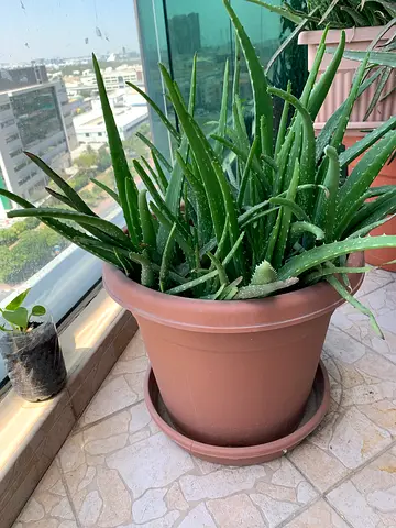 Plants  pots (Cosmoplast brand)