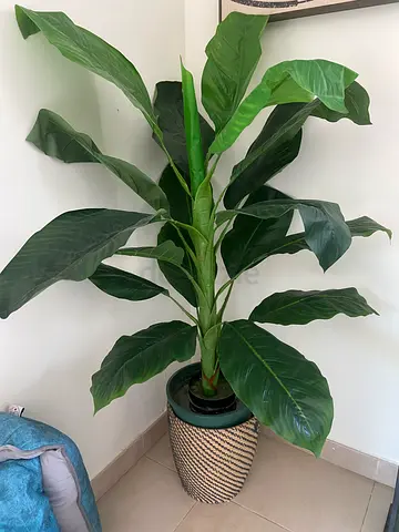 Artificial plants