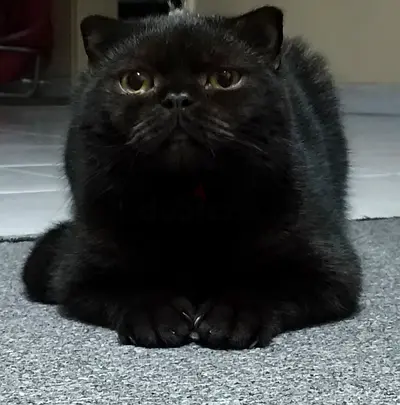 Black Scottish fold male 1 year