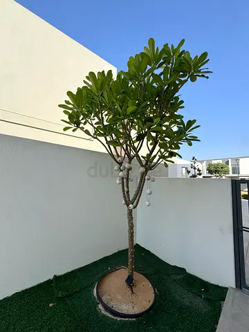 Beautiful Frangipani Tree (Outdoor) - Good Condition