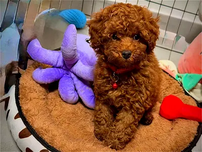 Adorable Red Toy Poodle Puppy – 3 months, Vaccinated