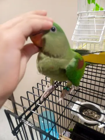 Hand Raised Male Nepali Alexandrine Parrot 4 months old