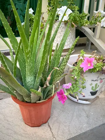 Aloevera plant with plenty of babies