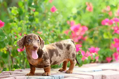 Dachshund Puppy - Friendly and Playful