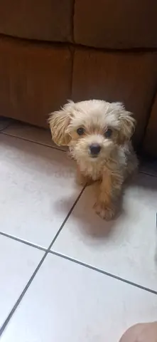 Mini Maltipoo ,3 month old, Small fluffy puppy looking for a new home