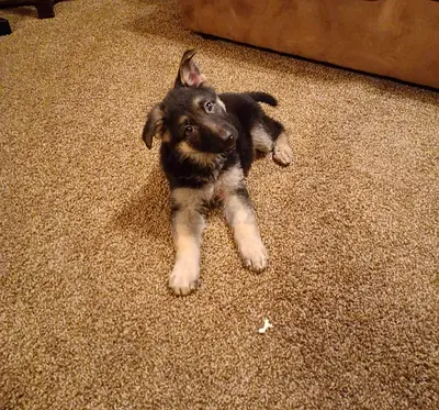 Young German Shepherd Puppy — Friendly, Ready for a Home