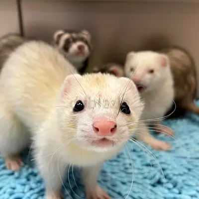 loving ferrets