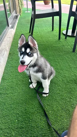 Pet