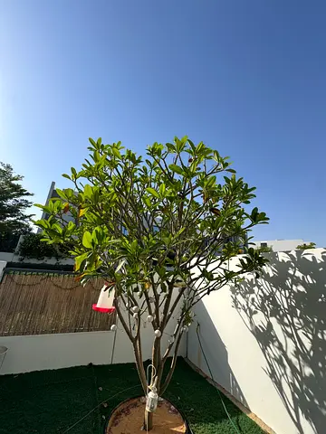3 trees different sizes Frangipani Good Condition
