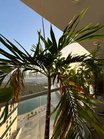 Palm tree