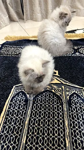🐾 Premium Kittens Available for Loving Homes 🐾
