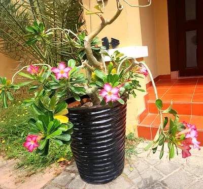 Big desert rose in a planter tall110cm