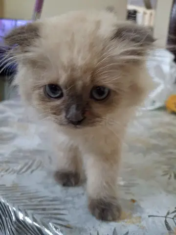 Persian kitten