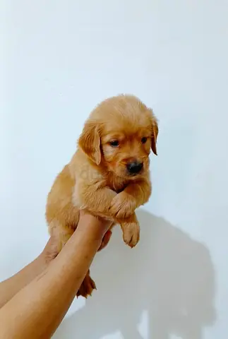 Golden retriever puppies