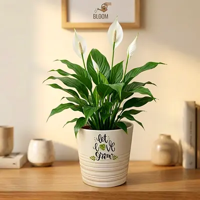 Customised Pots with Plants