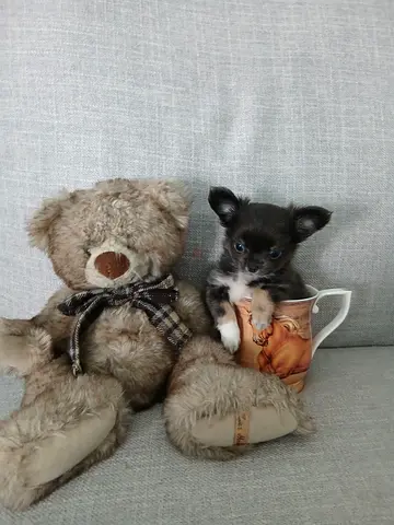 Teacup longhair chihuahua