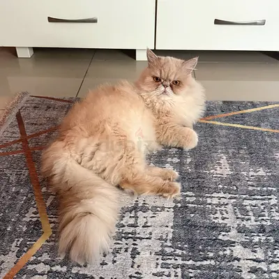 Cat for adoption