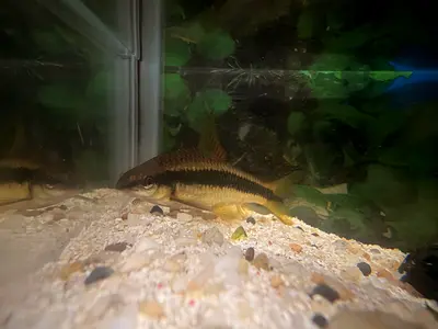 Siamese Algae Eater fish