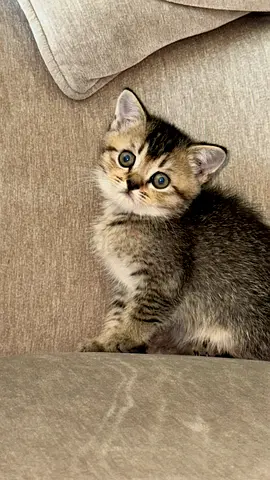 British Shorthair kitten, 55 days old
