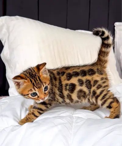 Bengal kitten