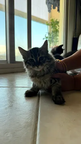 Kitten and Mother cat  looking for a new home - friendly, indoor cat