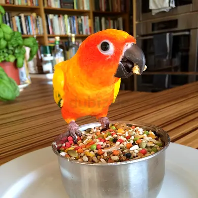 Rainbow conure Parrots