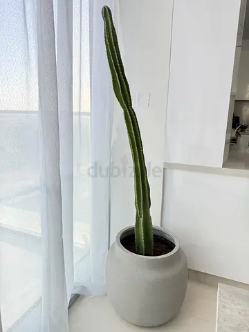 Small potted succulent (cactus) in grey planter
