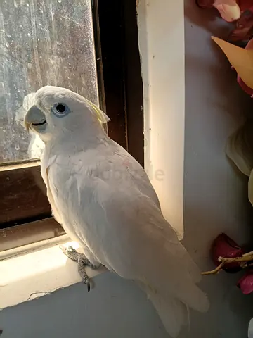 rescue parrot