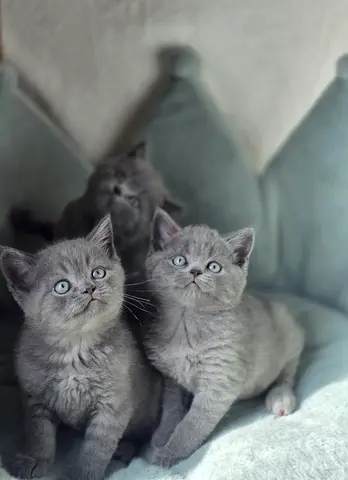 British shorthair