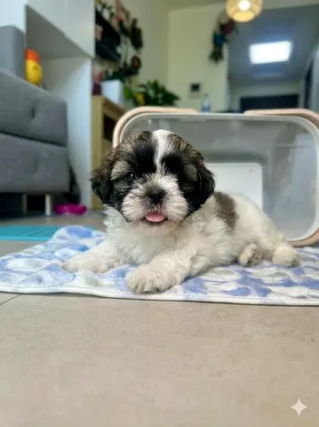 Rinku needs home